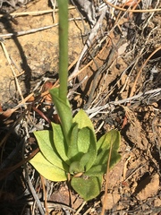 Pterostylis tasmanica
