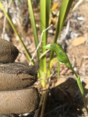 Pterostylis tasmanica