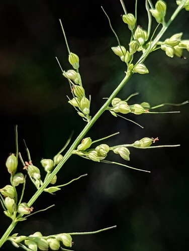 Arizona bristlegrass (Setaria arizonica)