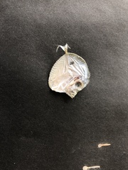 Selene setapinnis