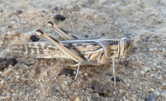Schistocerca gregaria