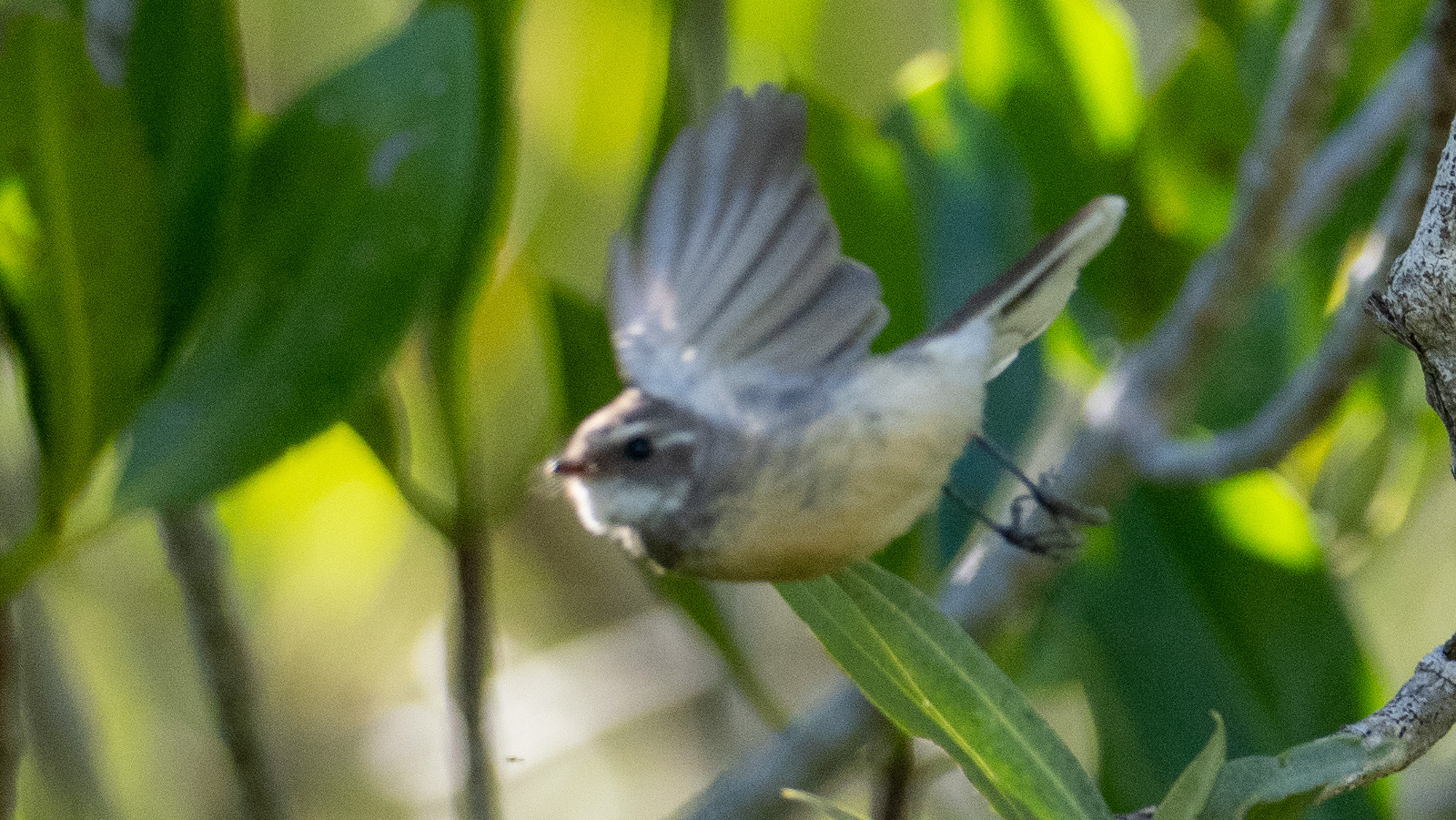 Mangrove Fantail (Rhipidura phasiana), photo 5
