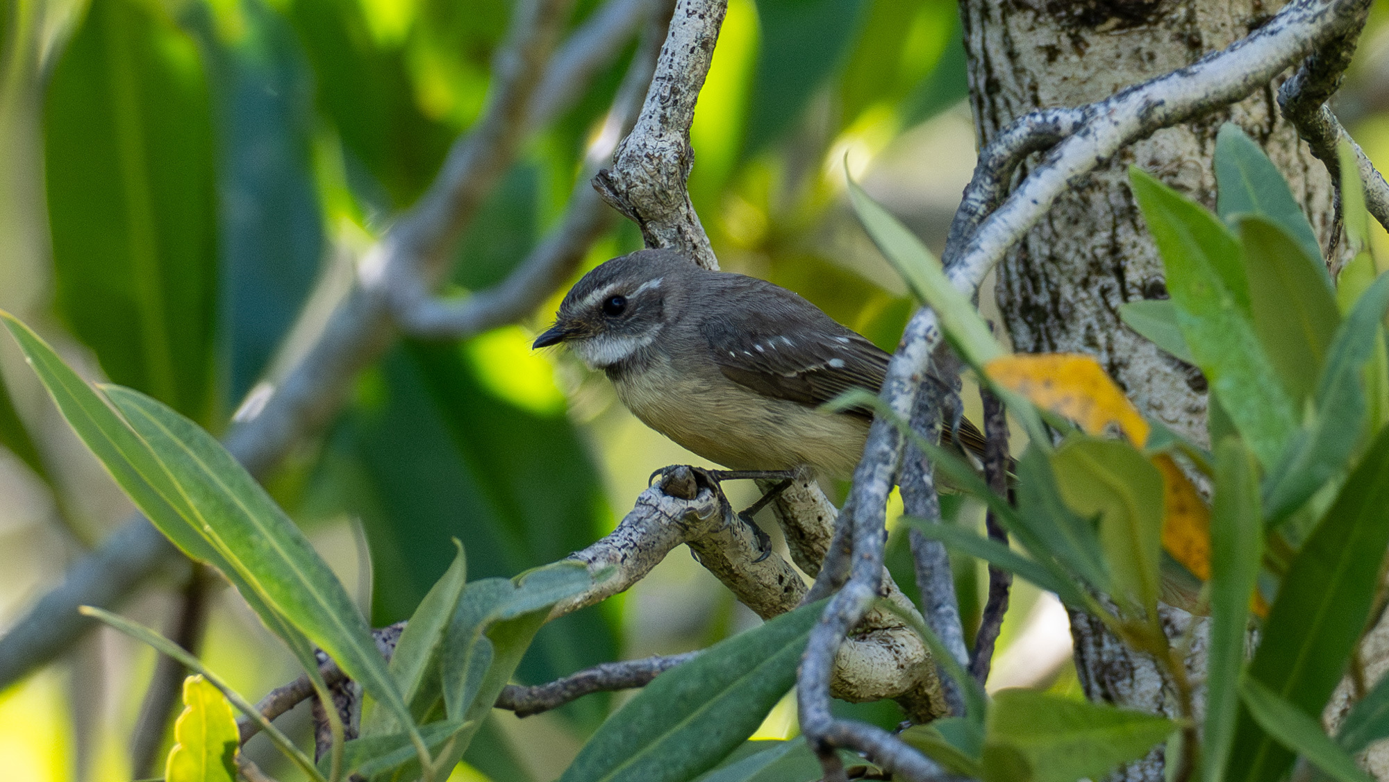 Mangrove Fantail (Rhipidura phasiana), photo 3