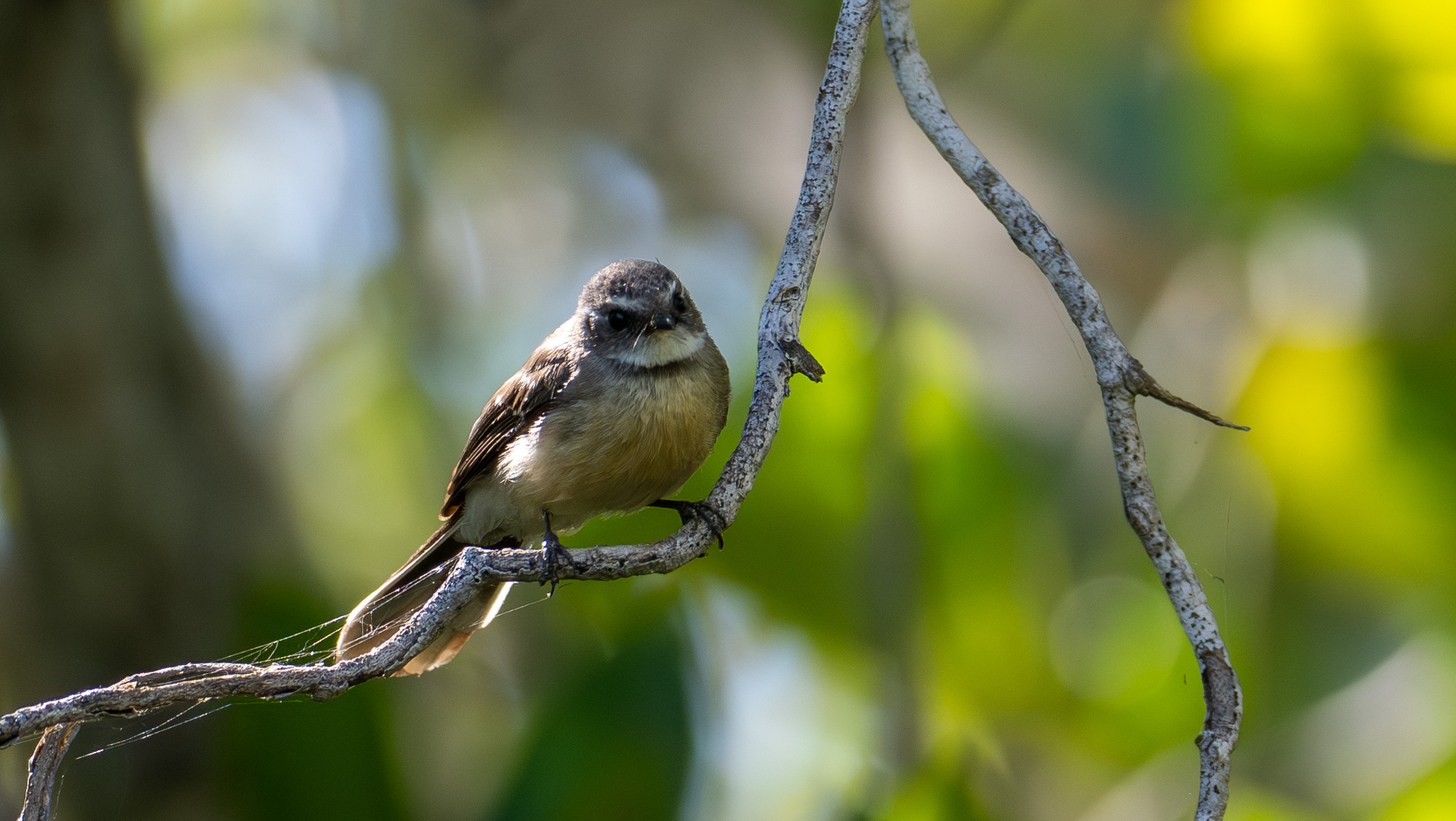 Mangrove Fantail (Rhipidura phasiana), photo 4
