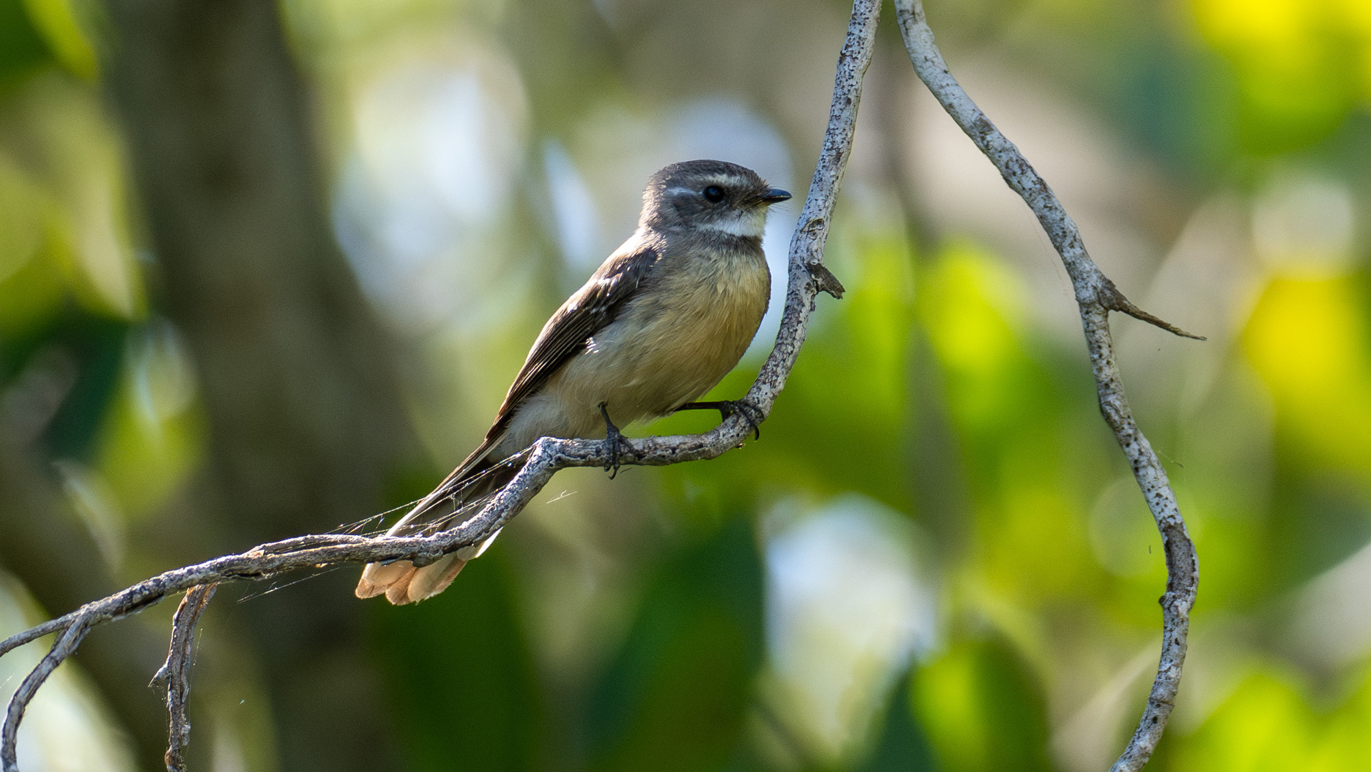 Mangrove Fantail (Rhipidura phasiana), photo 2