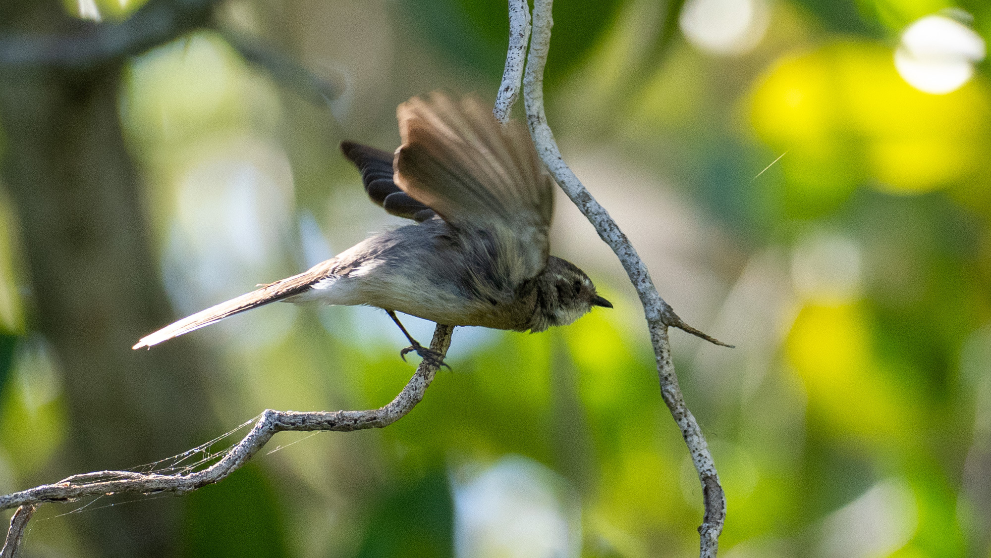 Mangrove Fantail (Rhipidura phasiana), photo 6