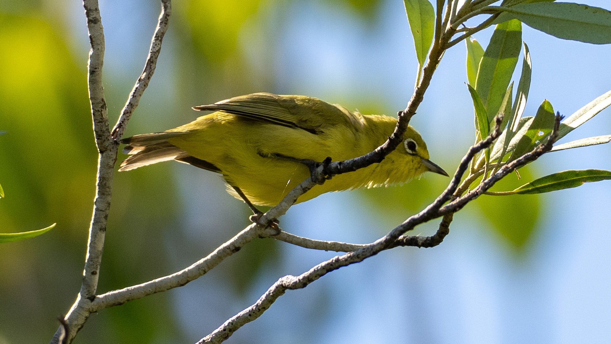 Canary White-eye (Zosterops luteus), photo 5