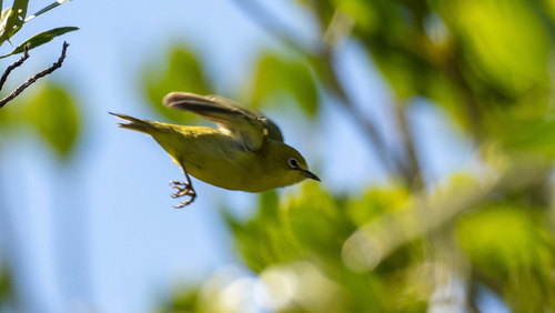 Canary White-eye (Zosterops luteus), photo 7