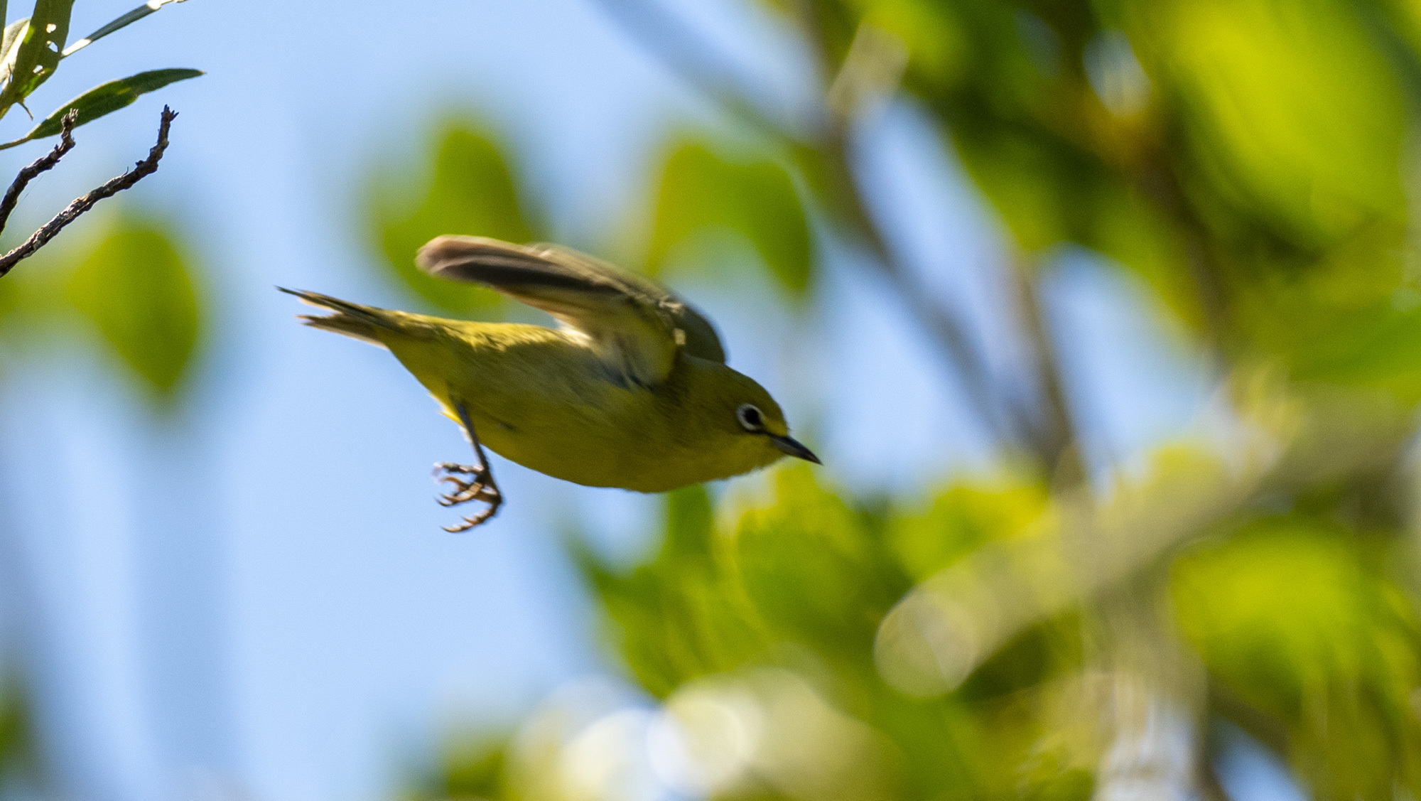 Canary White-eye (Zosterops luteus), photo 6
