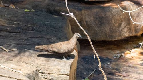 White-quilled Rock Pigeon (Petrophassa albipennis), photo 3