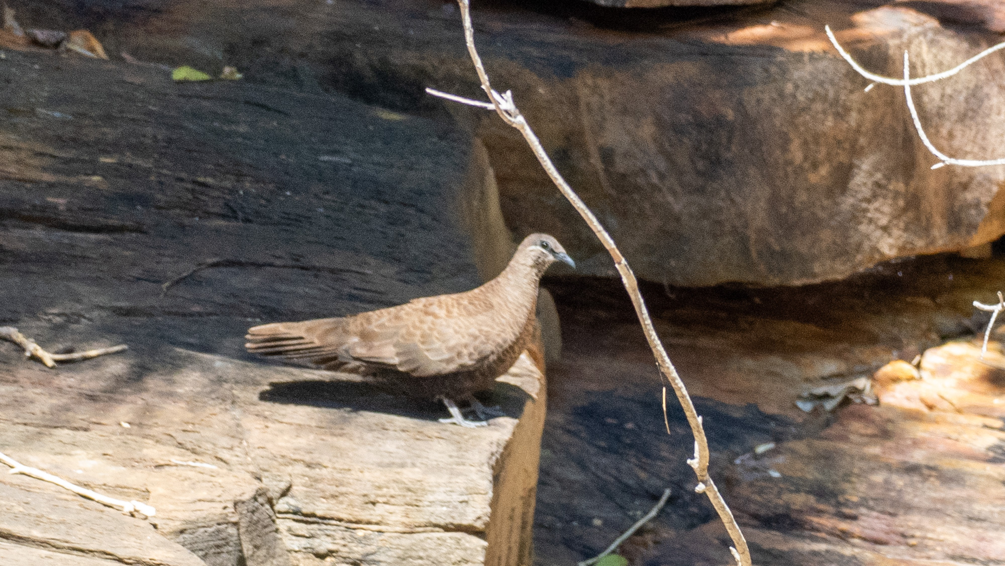 White-quilled Rock Pigeon (Petrophassa albipennis), photo 4