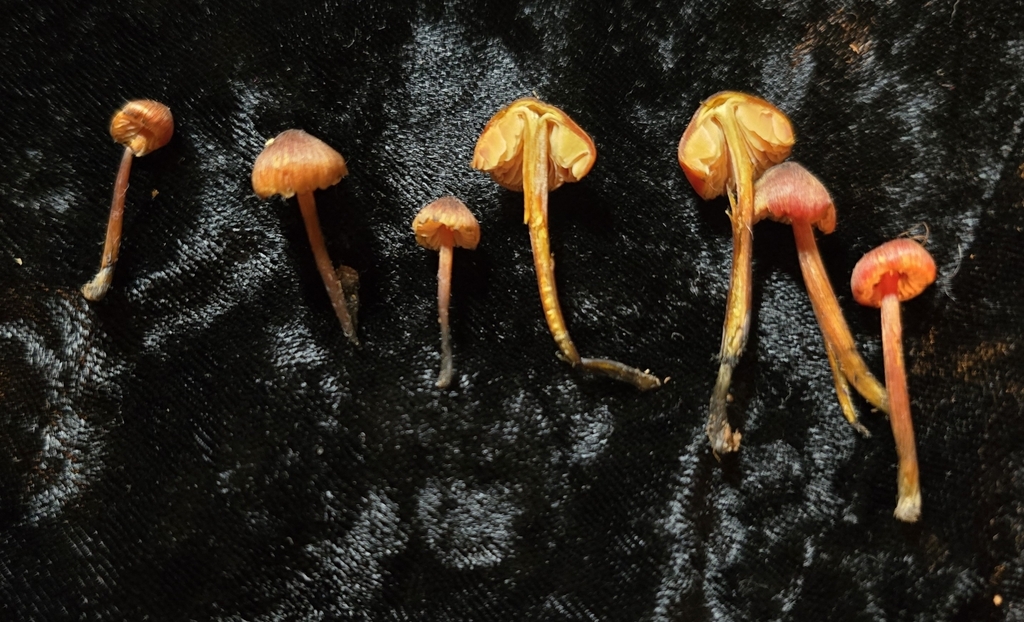 Hygrocybe xerophila