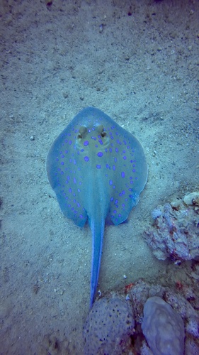 Taeniura lymma