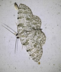 Dyscheralcis crimnodes