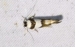 Macrobathra euryleuca