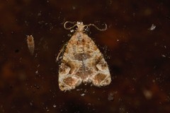 Lobesia vanillana