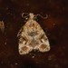 Lobesia vanillana - Photo (c) i_c_riddell, algunos derechos reservados (CC BY), subido por i_c_riddell