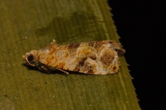 Lobesia vanillana