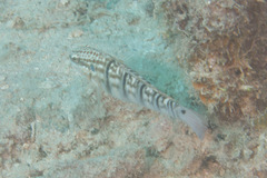 Amblygobius phalaena