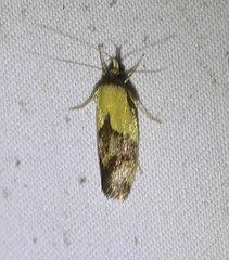 Eulechria clytophanes