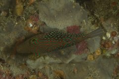 Canthigaster janthinoptera