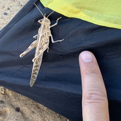 Schistocerca gregaria