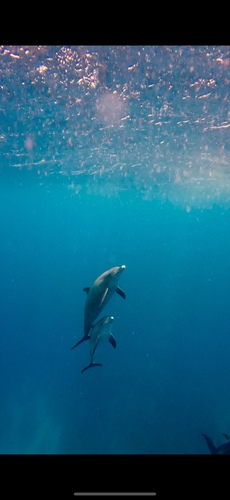 Tursiops aduncus