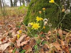 Hieracium sylvularum