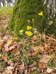 Hieracium sylvularum