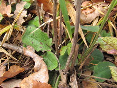 Hieracium sylvularum