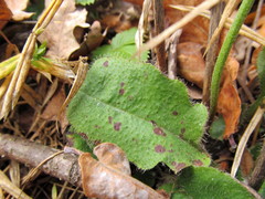 Hieracium sylvularum