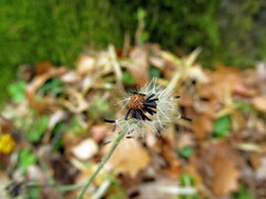 Hieracium sylvularum