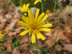 Hieracium sylvularum