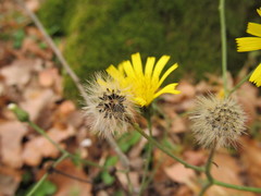 Hieracium sylvularum