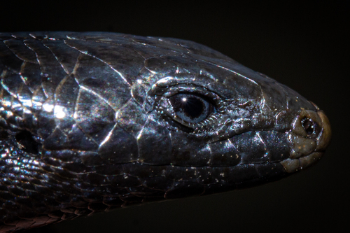 Rockhopper skink, Oligosoma eludens
