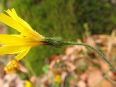 Hieracium sylvularum