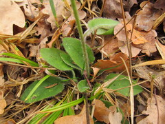 Hieracium sylvularum