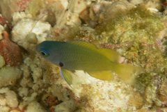 Pomacentrus nigromarginatus