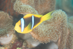 Amphiprion chrysopterus