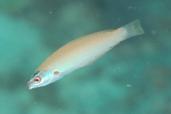 Pseudocoris yamashiroi