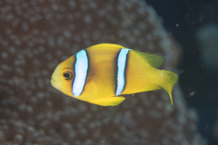 Amphiprion chrysopterus