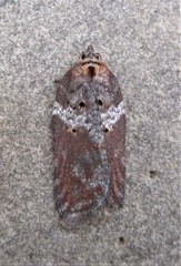 Acleris celiana
