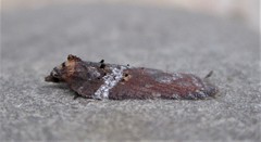 Acleris celiana