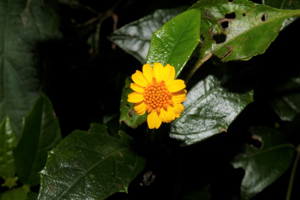Wedelia serrata