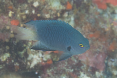 Pomacentrus flavioculus