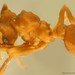 Cyphomyrmex flavidus - Photo (c) conabio_bancodeimagenes, some rights reserved (CC BY-NC-ND), uploaded by conabio_bancodeimagenes