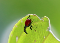 Trachelophorus giraffa