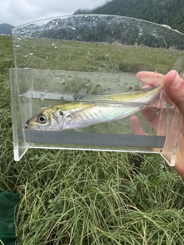 Jack mackerel (Trachurus symmetricus) — Carangidae