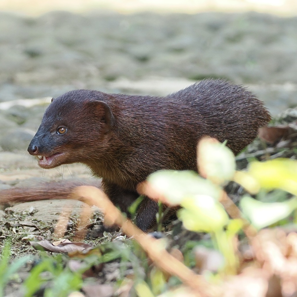 Mongoose Java Size Javan Mongoose from Bogor, Kp. Parung Jambu, Bogor City, West Java ...