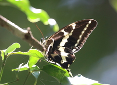 Papilio delalandei